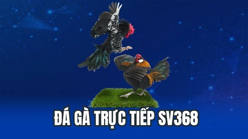 Đá Gà Trực Tiếp Sv368 - Thế Giới Giải Trí Đỉnh Cao