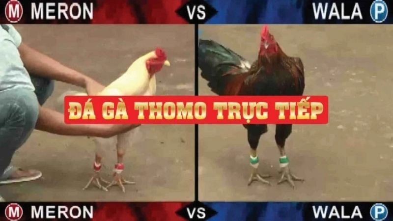 Tìm hiểu trực tiếp đá gà Thomo SV368